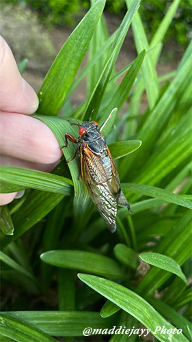Cicada on a blade of grass