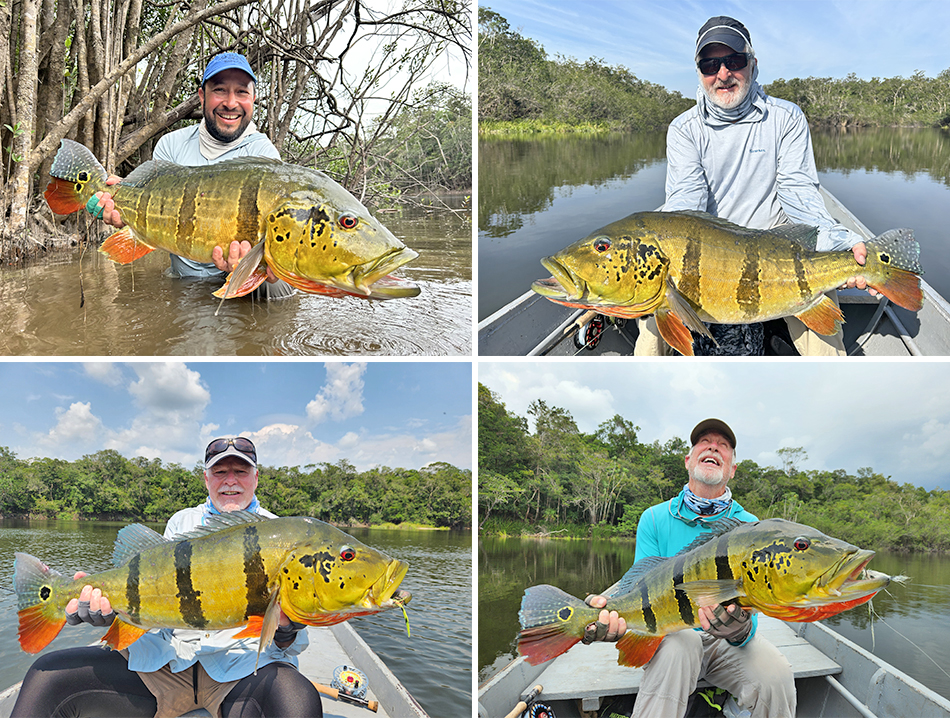 Several anglers holding peacock bass