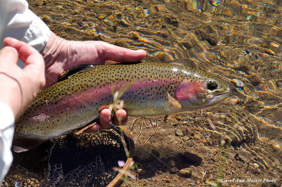 Holding a rainbow trout at Antelope Creek Ranch