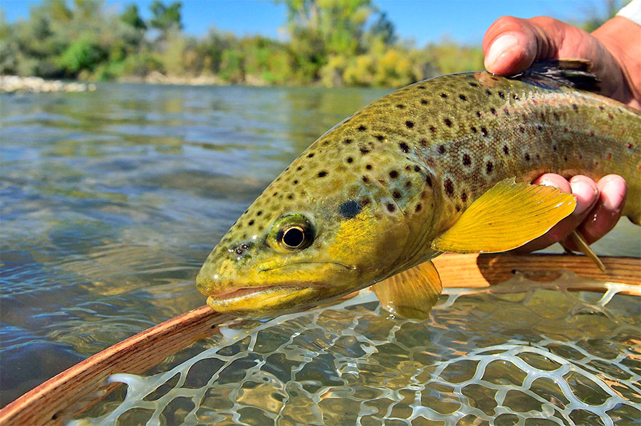 Holding a brown trout