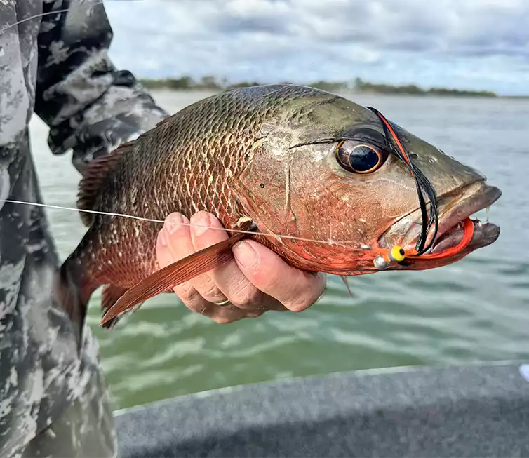 The Fly Shop Images