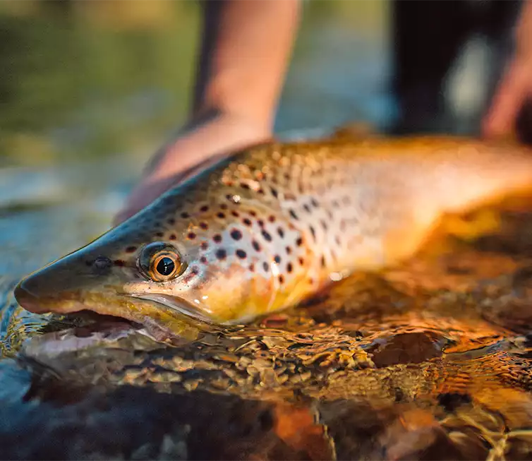 The Fly Shop Images