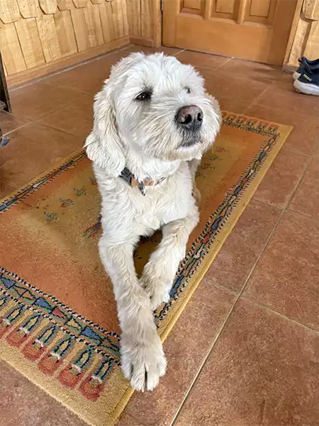 Jack the dog