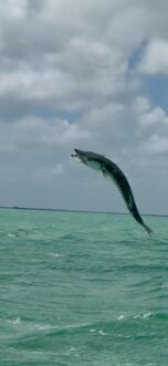 ESB Barracuda leaping in the air