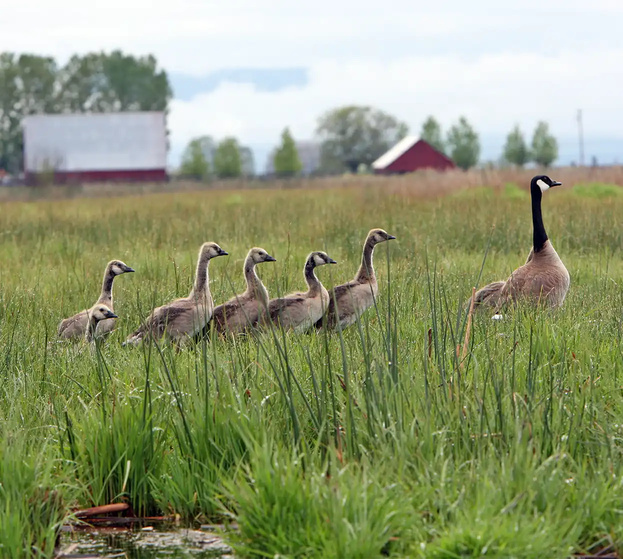 The Fly Shop Travel Image