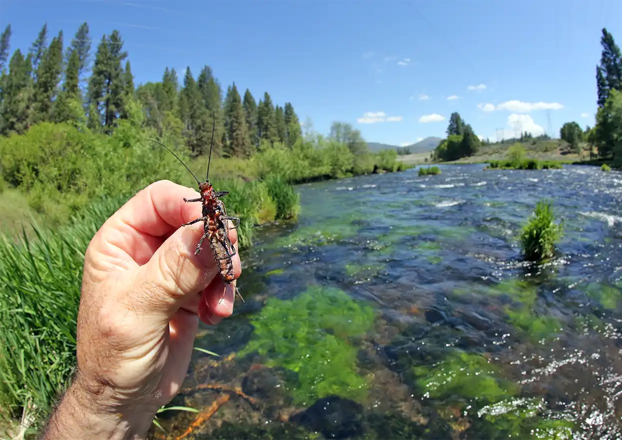 The Fly Shop Travel Image