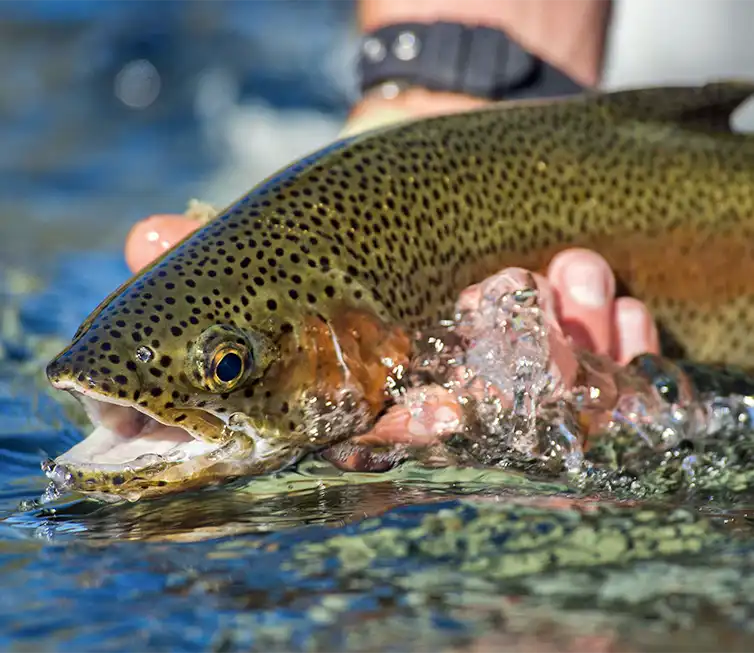The Fly Shop Images