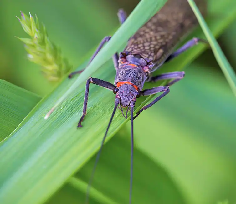 The Fly Shop Images