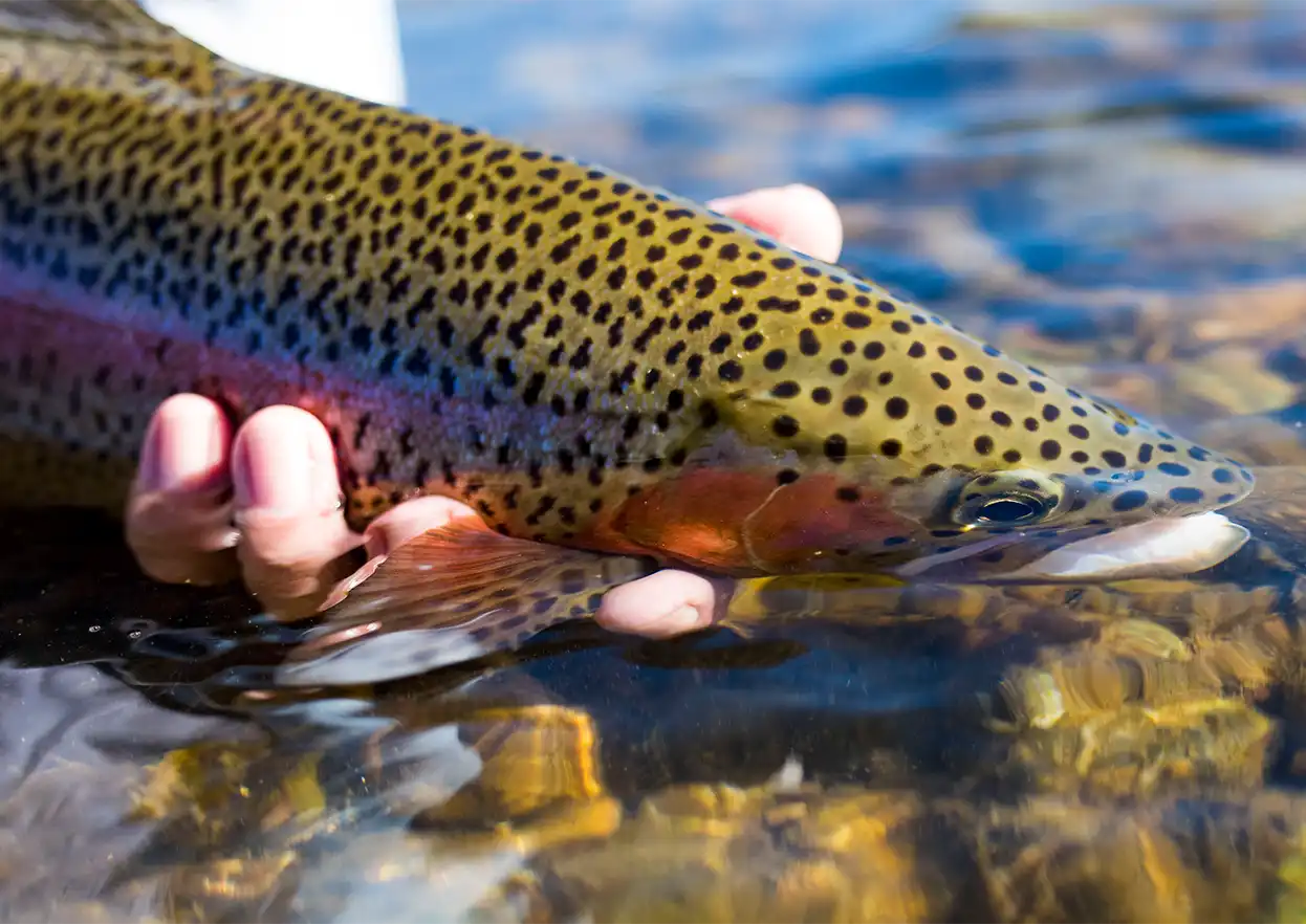 The Fly Shop Travel Image