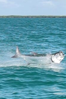 ESB BIG Tarpon Jump