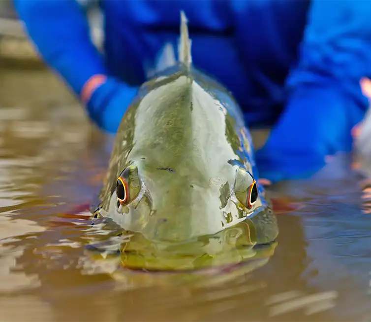 The Fly Shop Images
