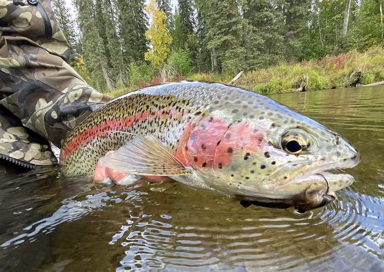 The Fly Shop Travel Image