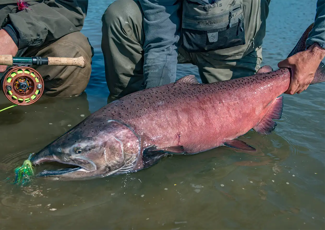 The Fly Shop Travel Image