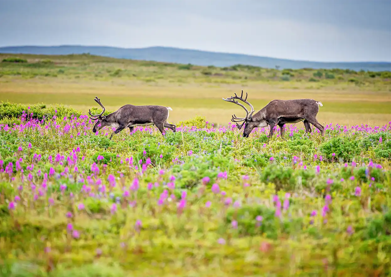 The Fly Shop Travel Image