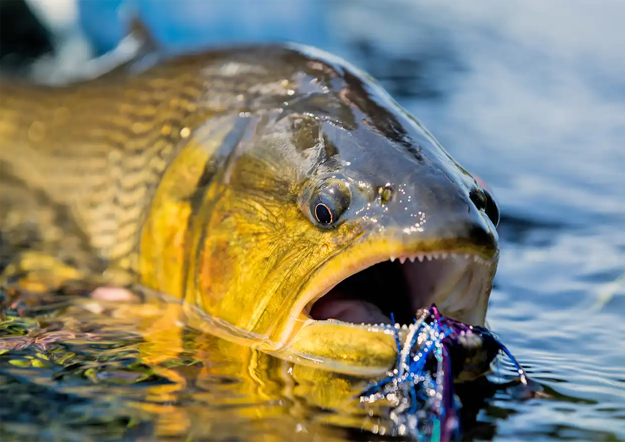 The Fly Shop Travel Image