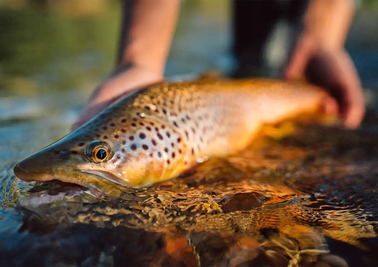 The Fly Shop Travel Image