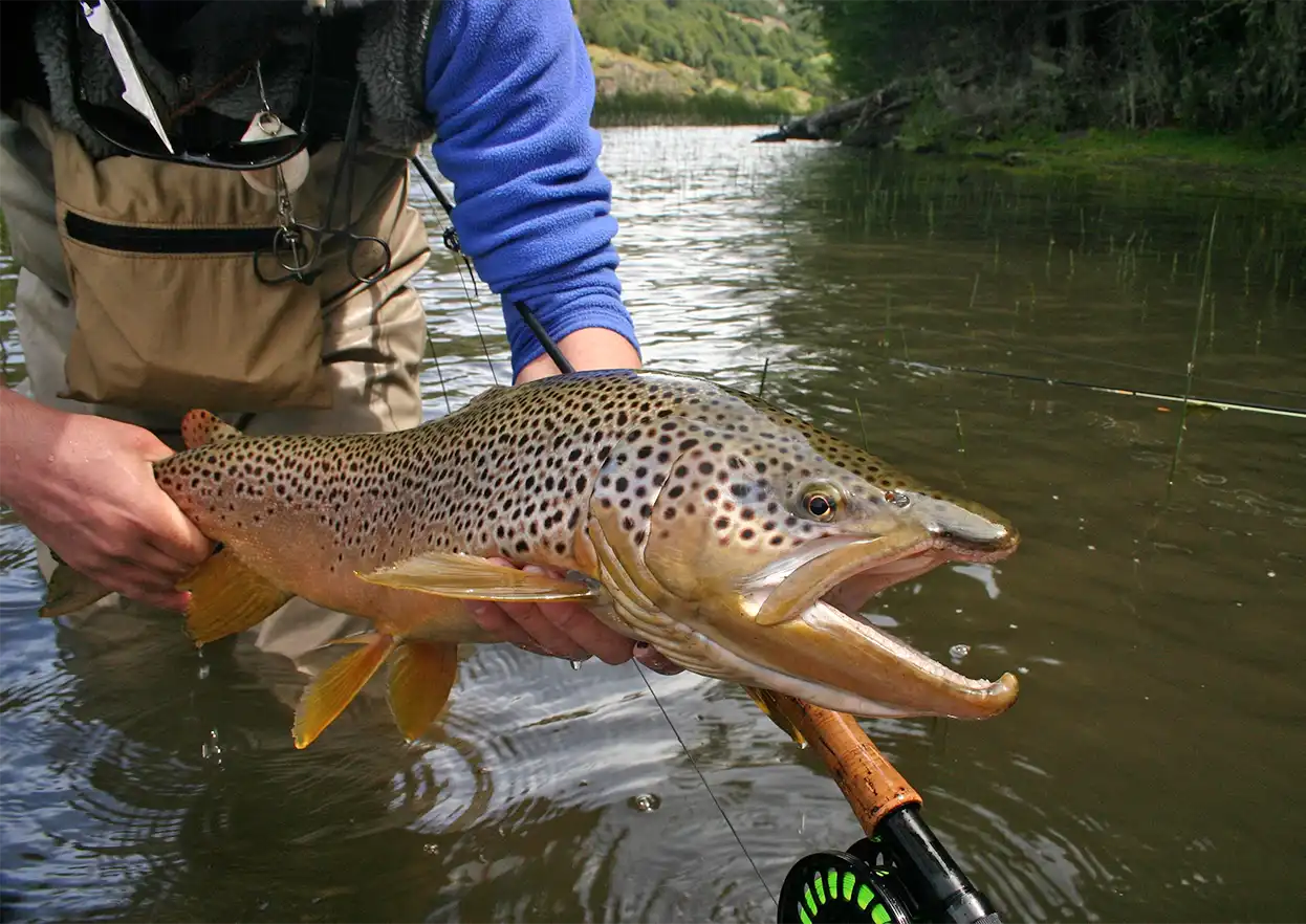 The Fly Shop Travel Image