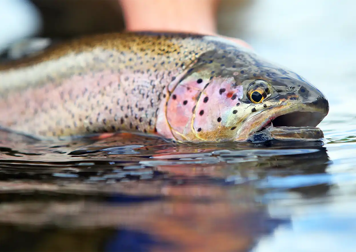 The Fly Shop Travel Image