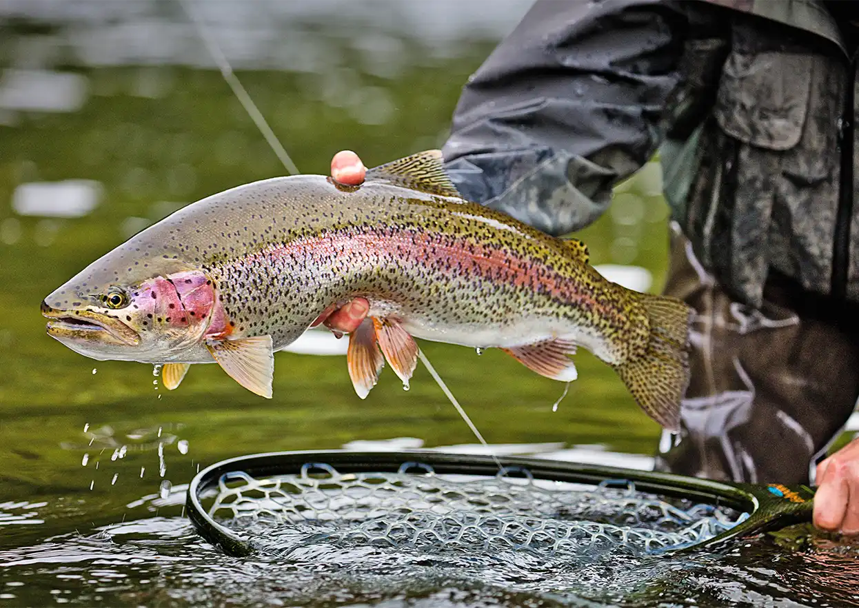 The Fly Shop Travel Image