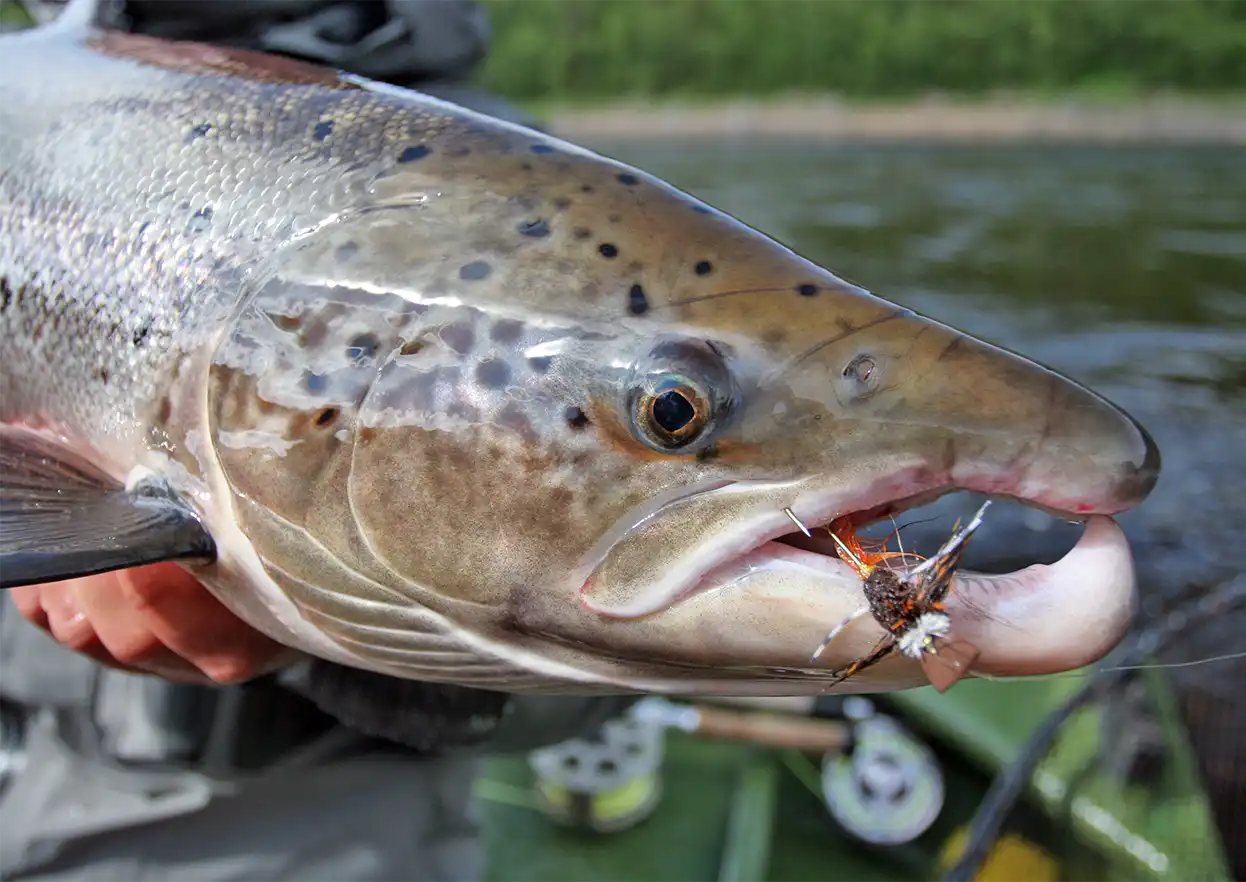 The Fly Shop Travel Image