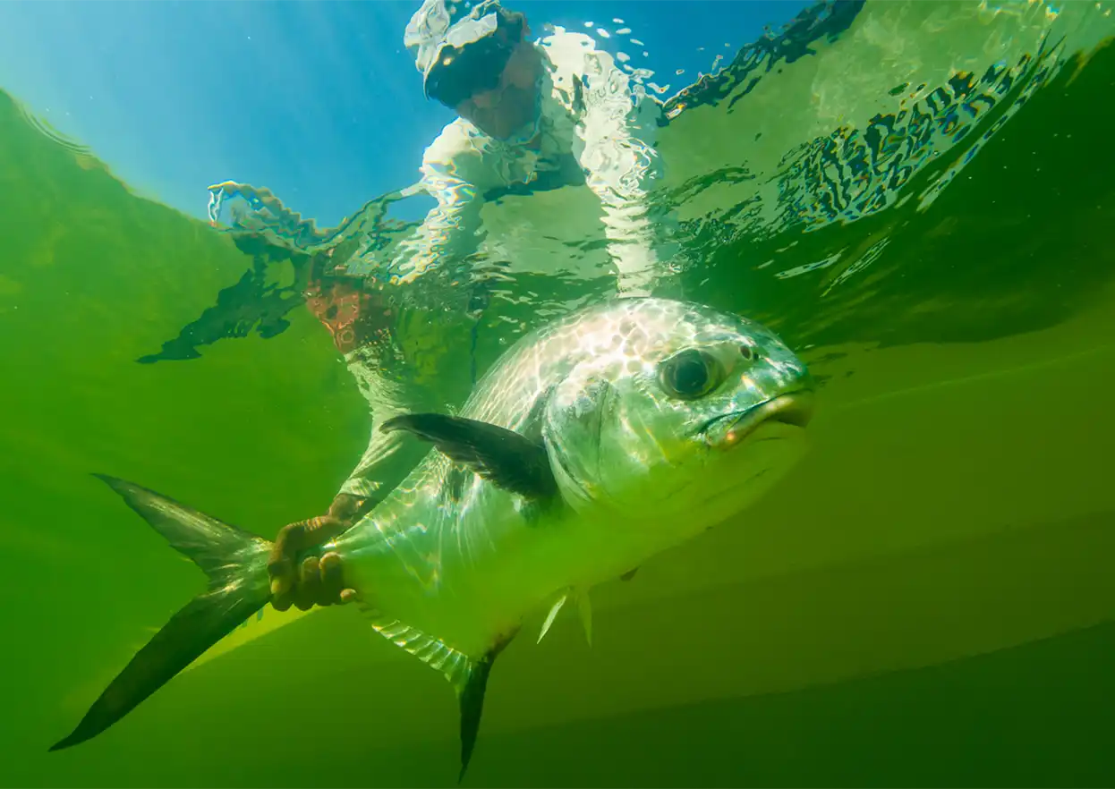 The Fly Shop Travel Image