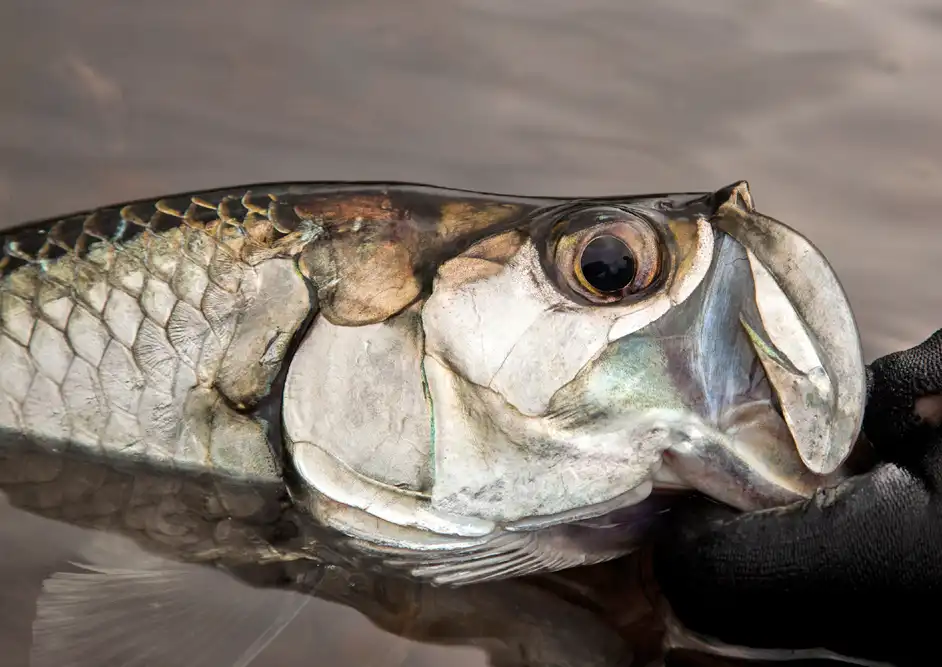 The Fly Shop Travel Image