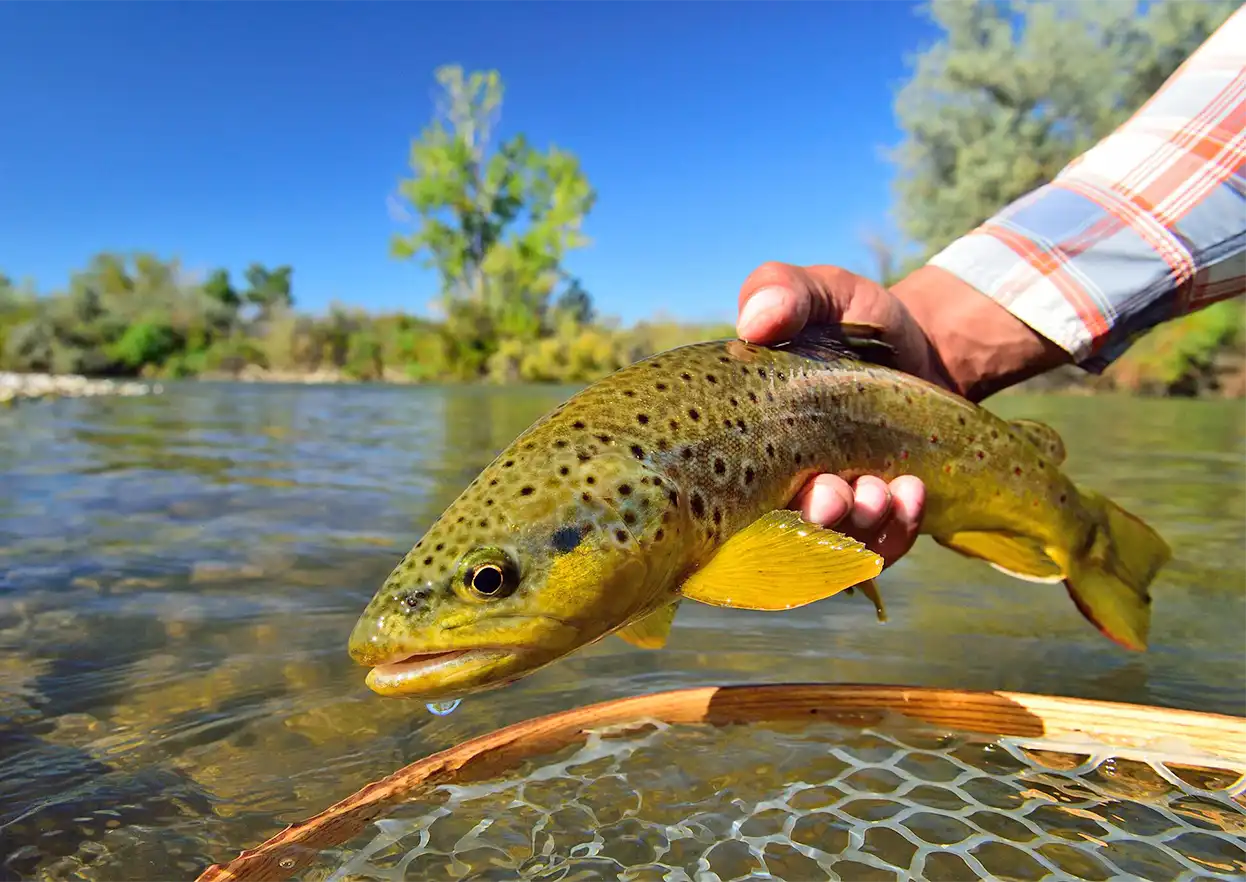 The Fly Shop Travel Image