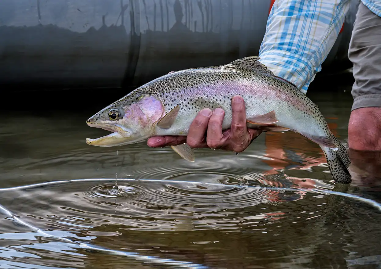 The Fly Shop Travel Image