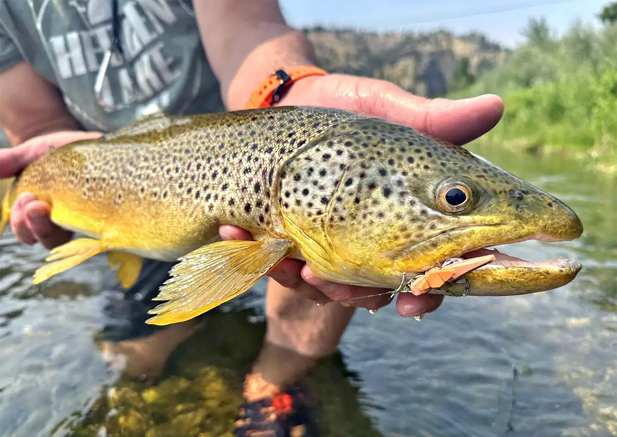 The Fly Shop Travel Image