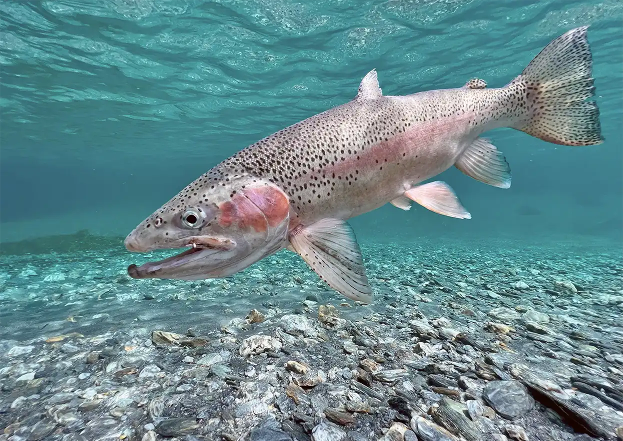 The Fly Shop Travel Image