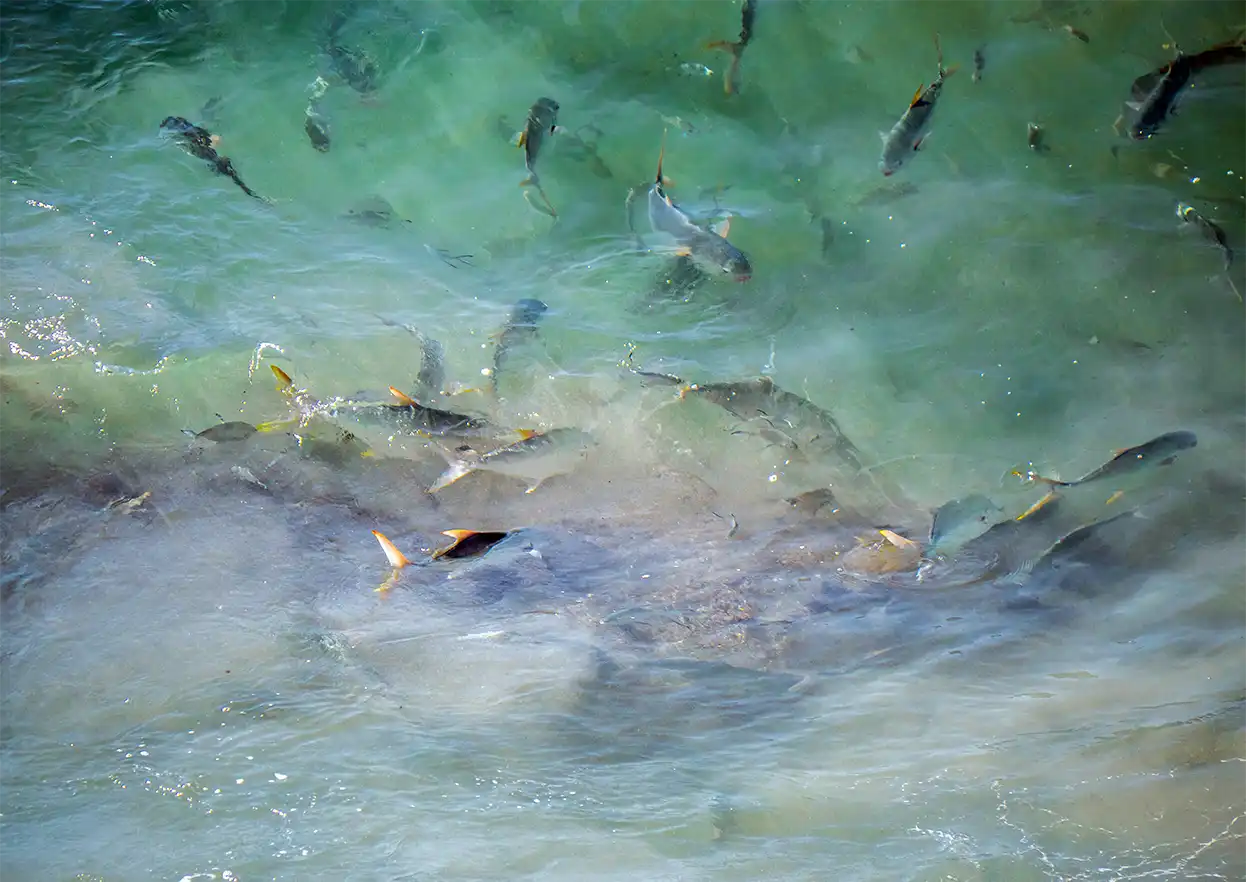 The Fly Shop Travel Image