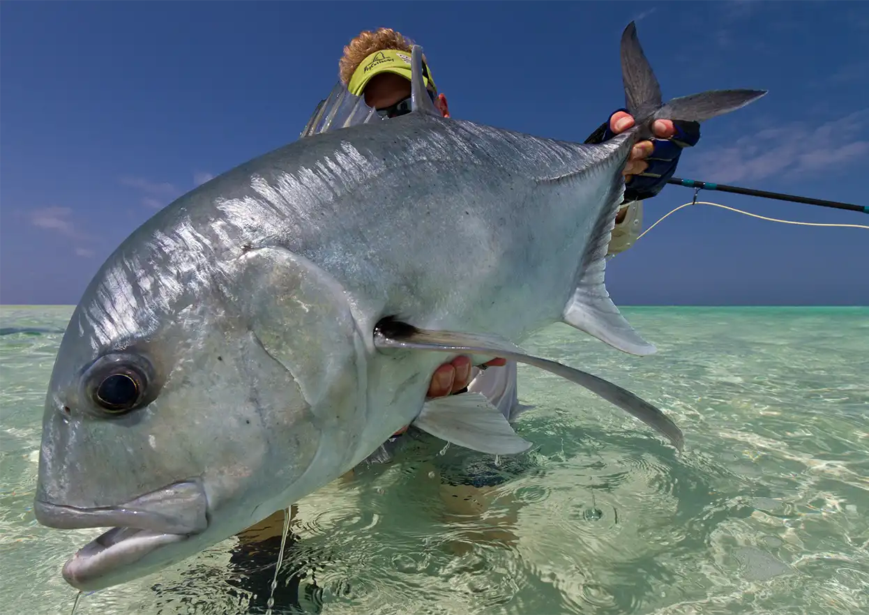 The Fly Shop Travel Image