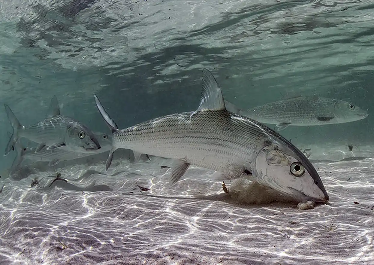 The Fly Shop Travel Image