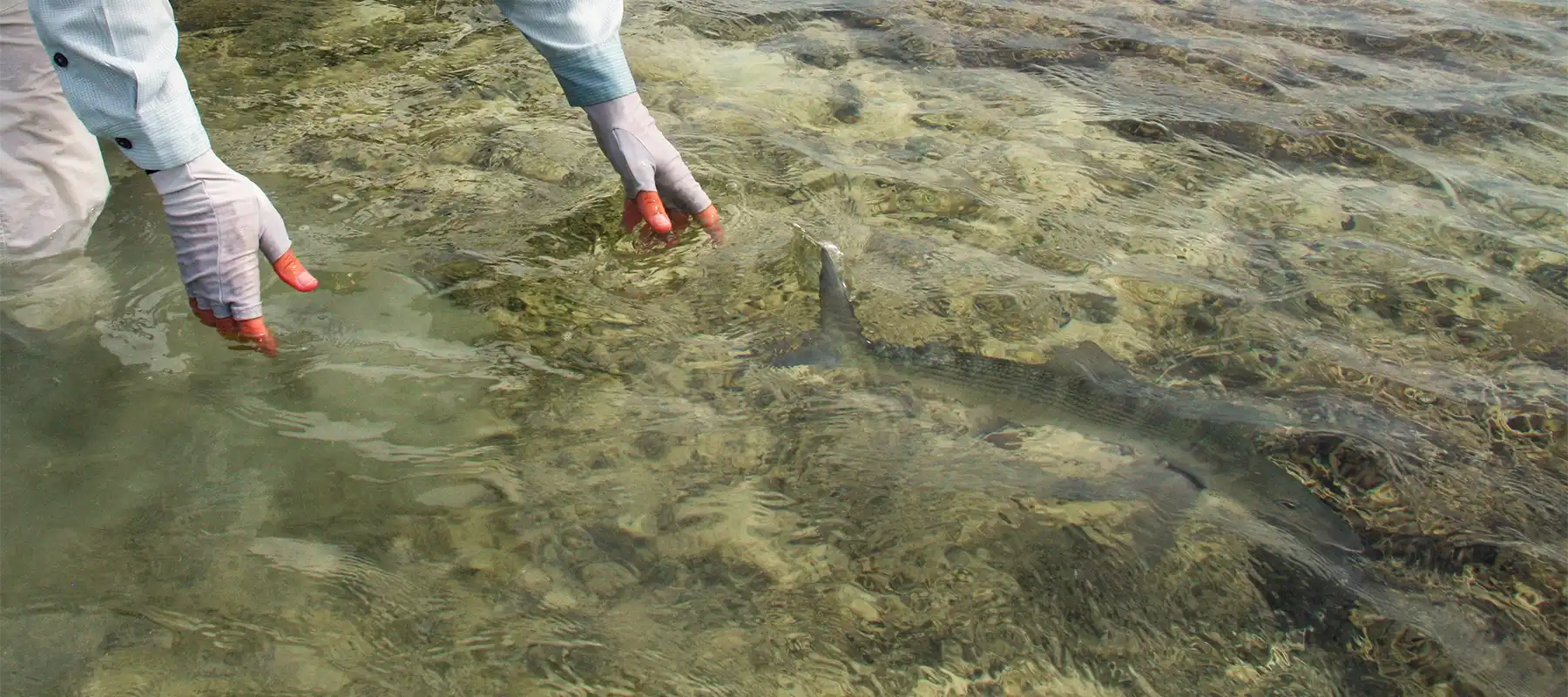 Little Abaco Bonefish Lodge