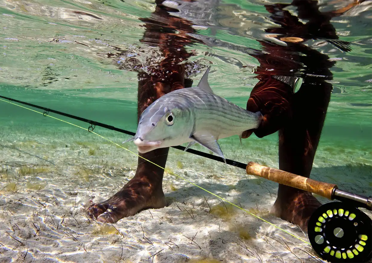 The Fly Shop Travel Image