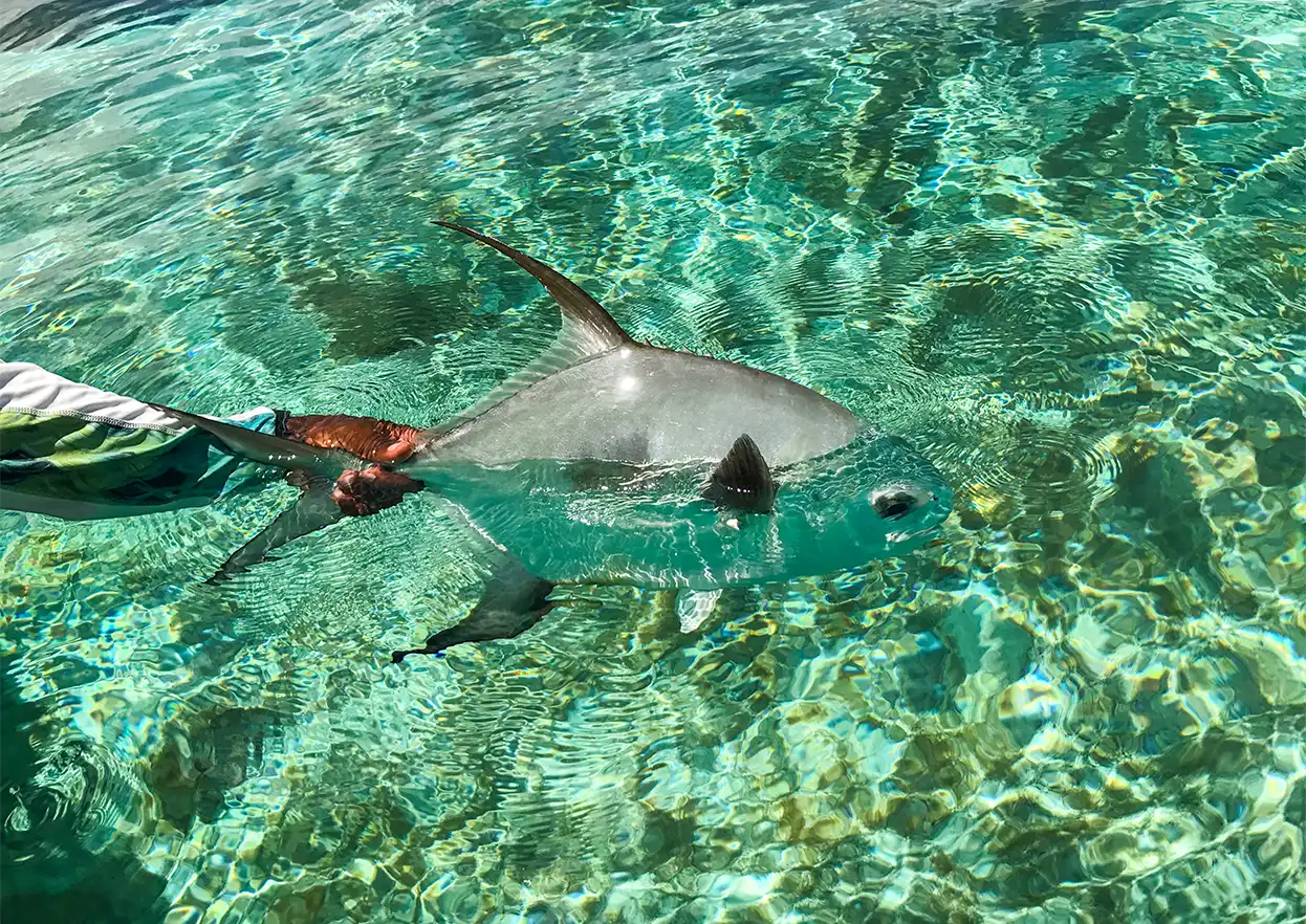 The Fly Shop Travel Image