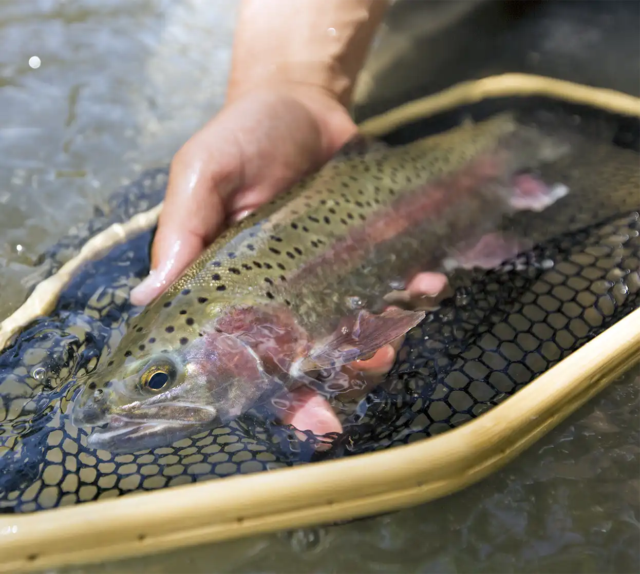 The Fly Shop Travel Image