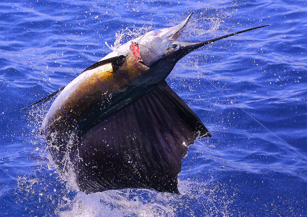 The Fly Shop Travel Image