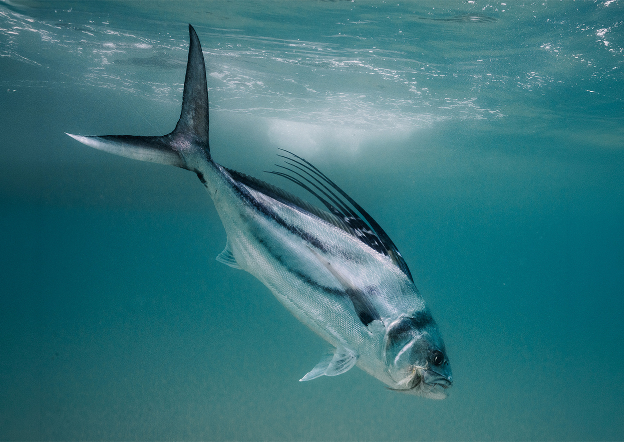 The Fly Shop Travel Image