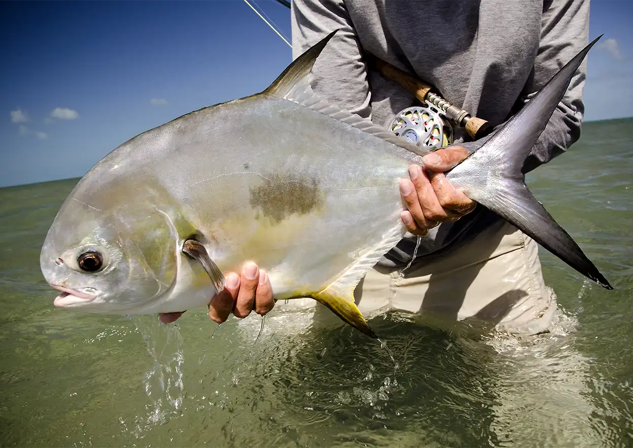 The Fly Shop Travel Image