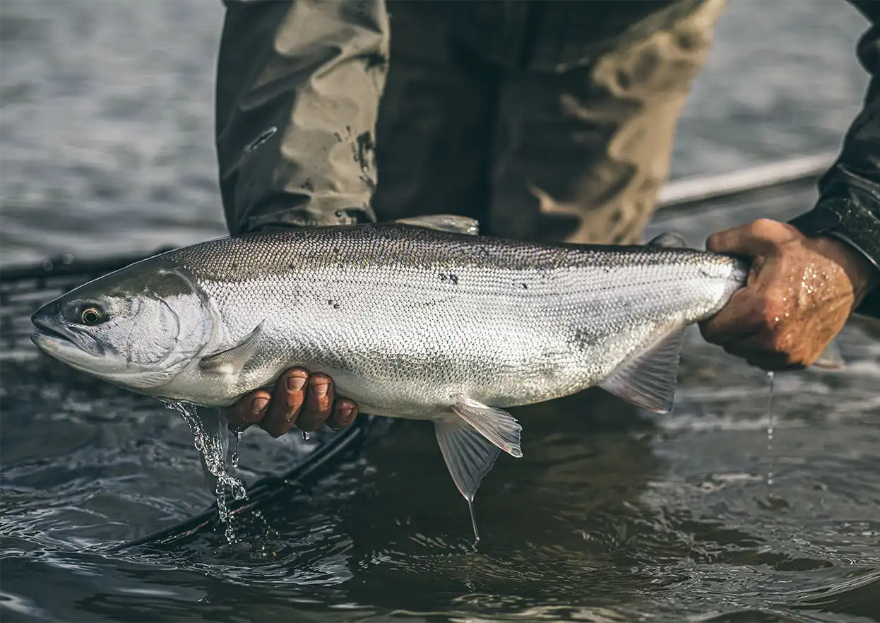 The Fly Shop Travel Image