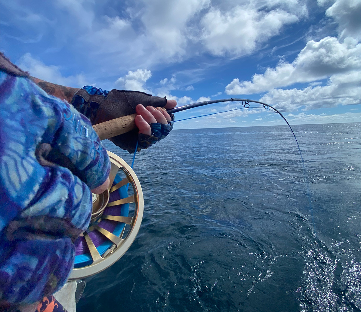 The Fly Shop Images