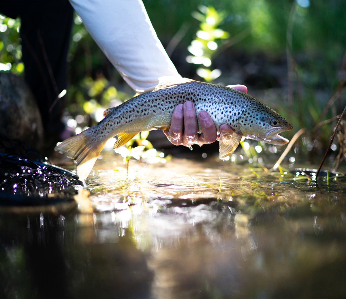 The Fly Shop Images