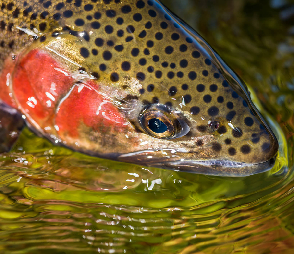 The Fly Shop Images