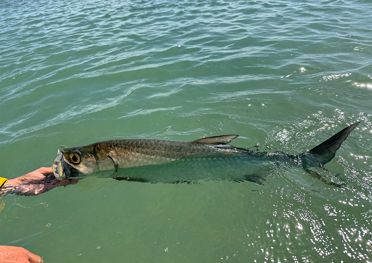 The Fly Shop Travel Image